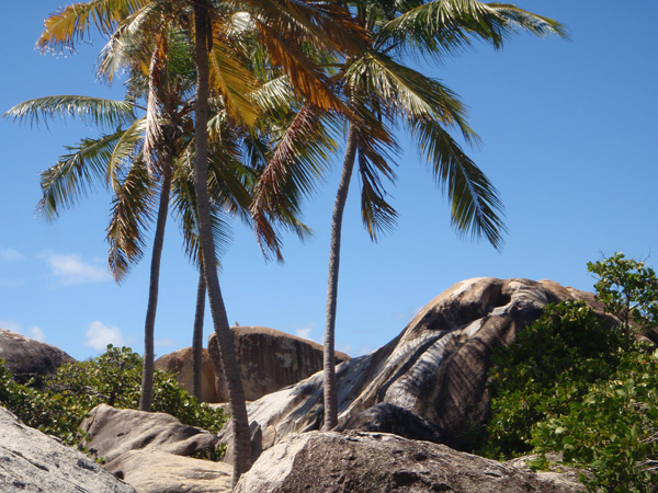BVI 184