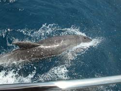 Tobago 009