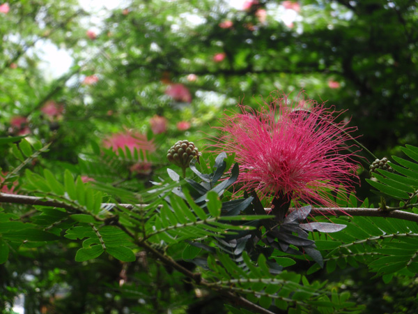 Autour de Chaguaramas 055