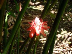 Autour de Chaguaramas 063