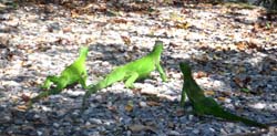Chaguaramas 010-2