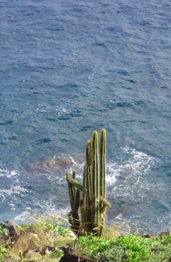 petit nevis