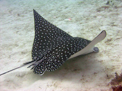 spotted eagle ray