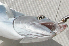 barracuda