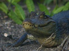 caiman