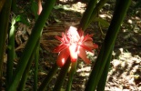 Autour de Chaguaramas 063