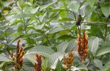Autour de Chaguaramas2 028