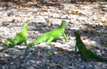 Chaguaramas 010-2