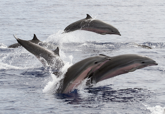 dauphins-fraser