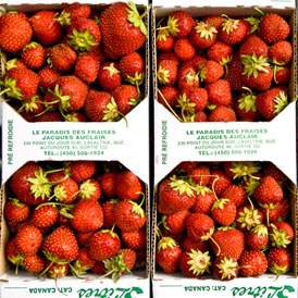 fraise_quebec_3paniers1_produit