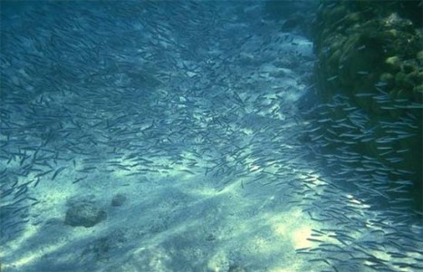 anchois1