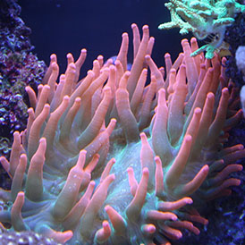 Green-Base-Rose-Bubble-Tip-Anemone