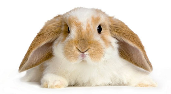 885903__cute-baby-bunny_p