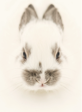 BunnyTones