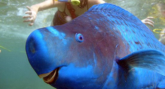 blue+parrotfish+3