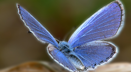 papillon