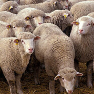 Rencontres, record et moutons