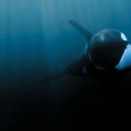 La mer est belle pour l’Orcinus Orca